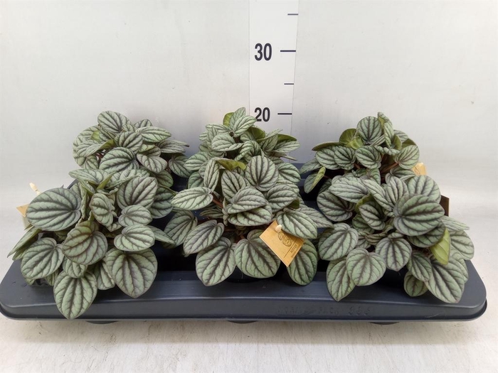<h4>Peperomia</h4>