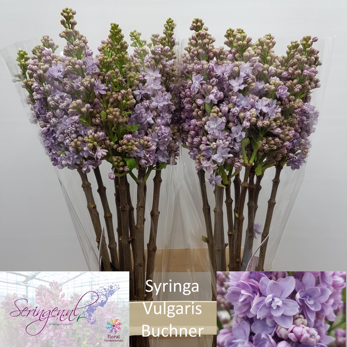 <h4>SYR V MICHEL BUCHNER</h4>