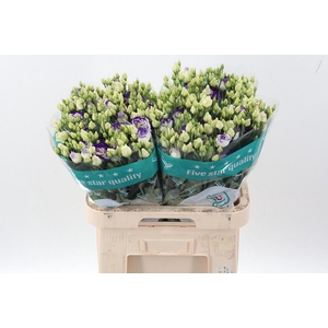 Eus G Rosi Blue Pico