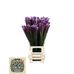 LIATRIS SPICATA