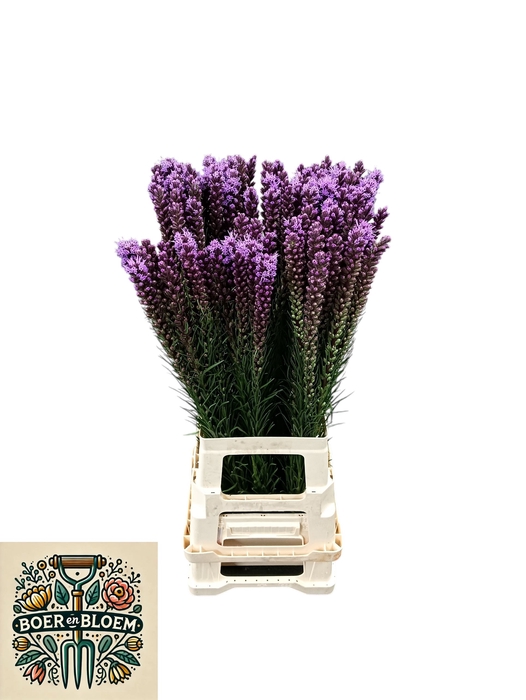 <h4>LIATRIS SPICATA</h4>