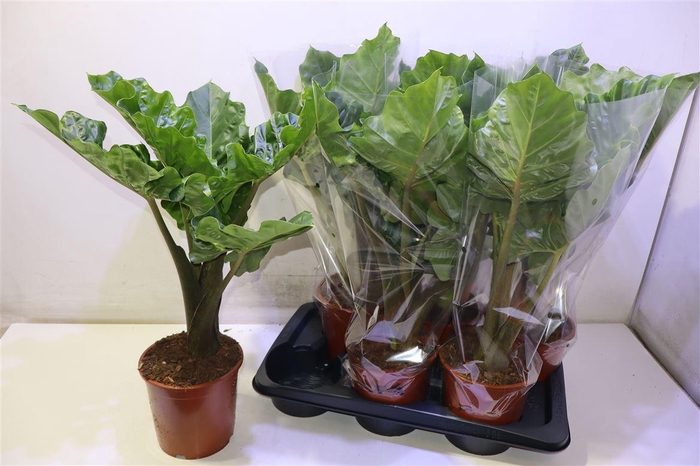 <h4>Aloc Low Rider</h4>