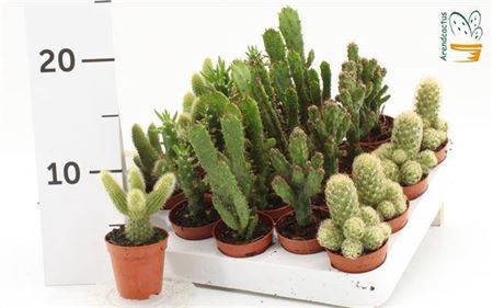 <h4>Cactus Gem</h4>
