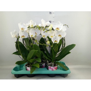 Phalaenopsis   ...