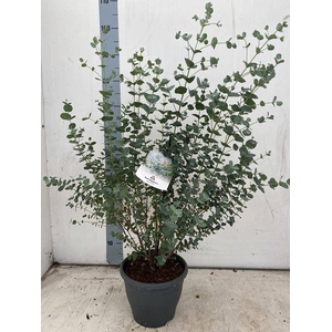 EUCAL GUNNII