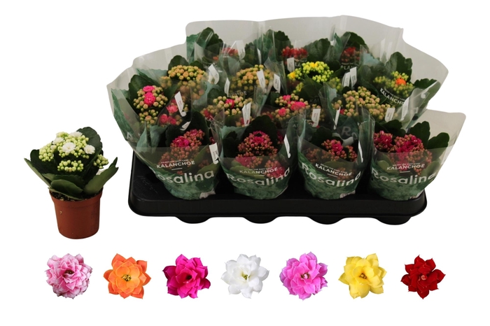 <h4>KAL GE RO GEM 6 KL</h4>