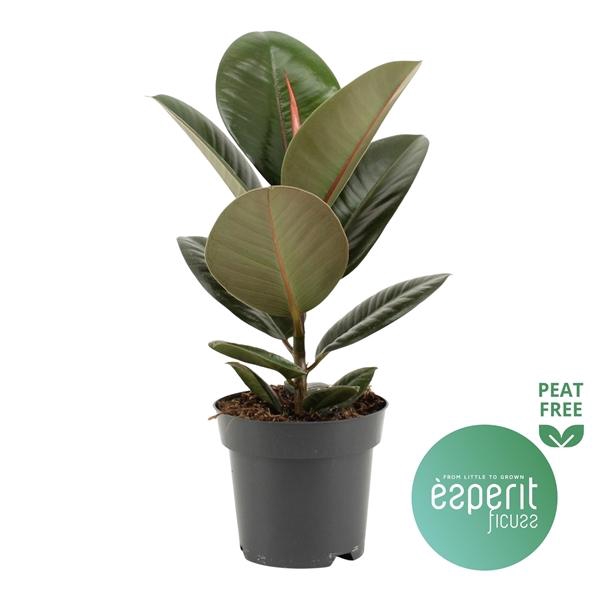 <h4>Ficus elastica 'Robusta'</h4>