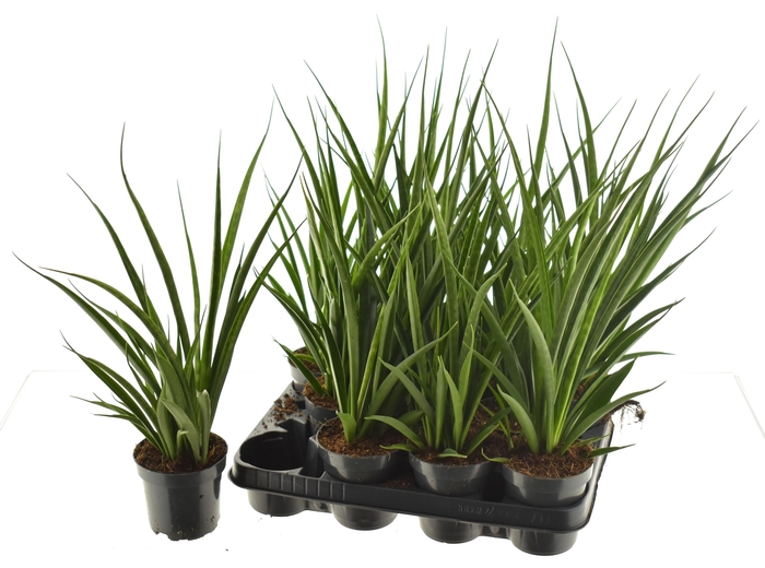 SANSEV KIRKI FRIENDS