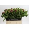 Paeonia Red Charm