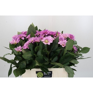 Dahlia Sweet Suprise