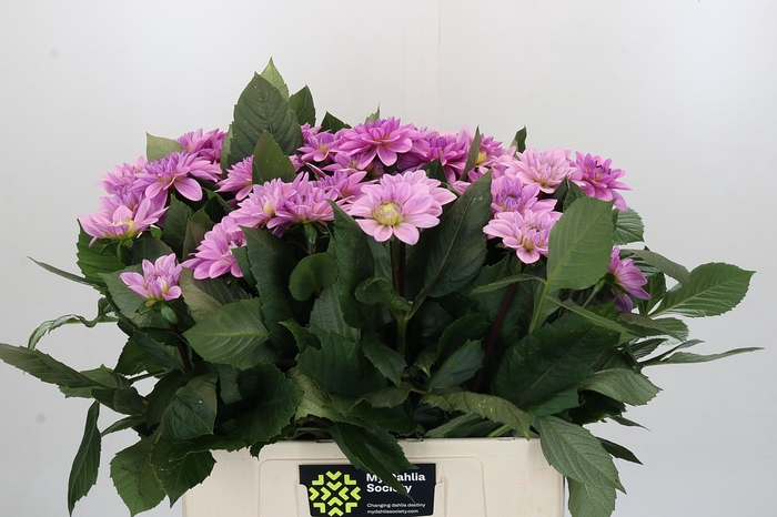 <h4>Dahlia Sweet Suprise</h4>