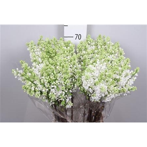 Syr V Mme Fl Stepman 2+