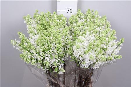 <h4>Syr V Mme Fl Stepman 2+</h4>