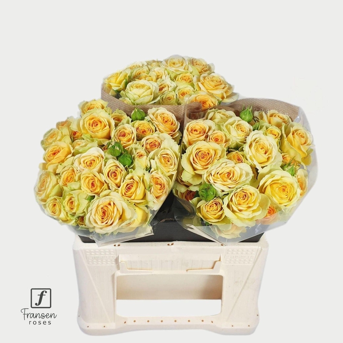 <h4>ROSA TR 'BANDOLERO'</h4>