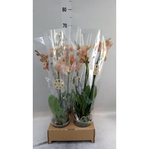 Phalaenopsis   ...