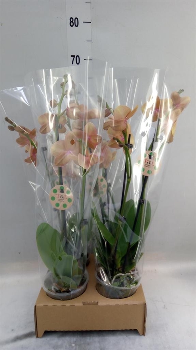 <h4>Phalaenopsis   ...</h4>