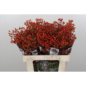 Rozenbottel Autumn Rosefruits