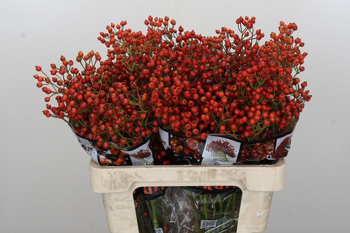<h4>Rozenbottel Autumn Rosefruits</h4>