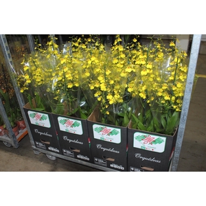 ONCIDIUM ALOHA P15