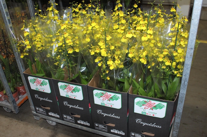<h4>ONCIDIUM ALOHA P15</h4>