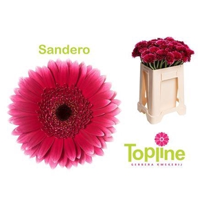 Ge Mi Sandero