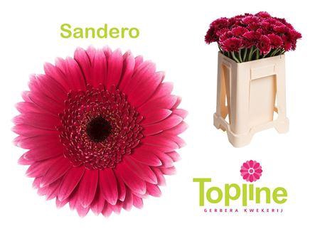 <h4>Ge Mi Sandero</h4>