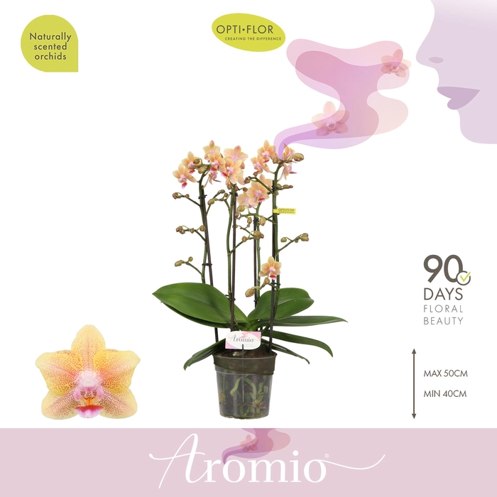 <h4>Aromio Spicy 4 spike</h4>