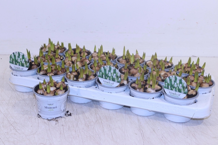 <h4>MUSCAR WHITE MAGIC</h4>