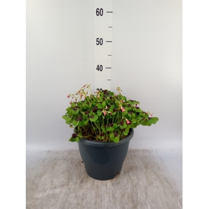 Oxalis tetraphylla 'Iron Cross'