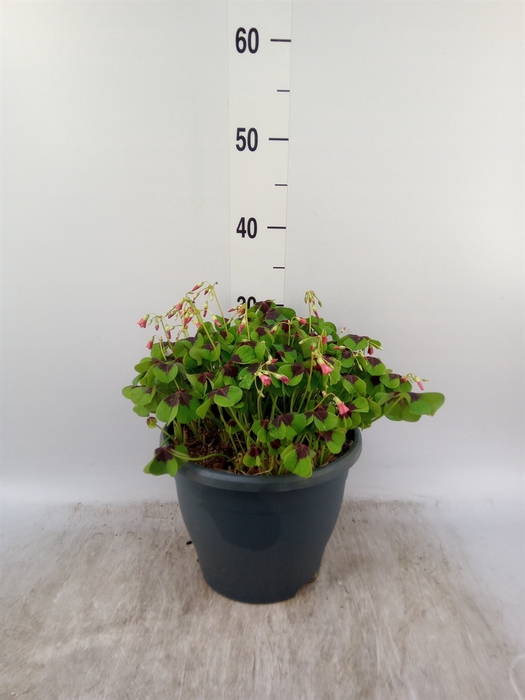 <h4>Oxalis tetraphylla 'Iron Cross'</h4>