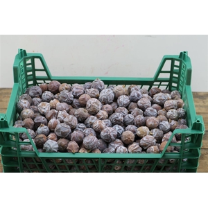 Pinecone Cypresse 2 Kg