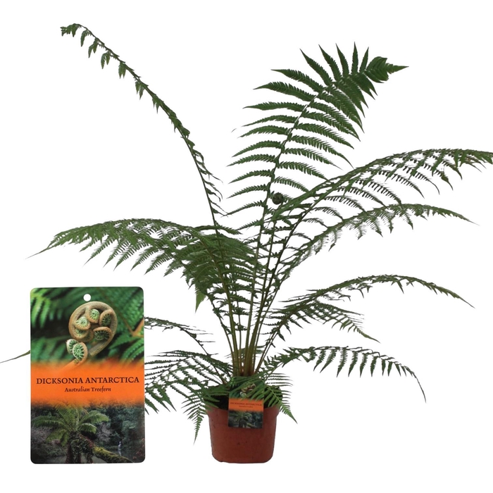 <h4>Dicksonia Antarctica (Tasmaanse Boomvaren) - single - GEEN hoes</h4>