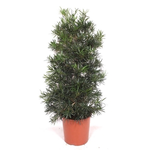 Podocarpus macrophylla