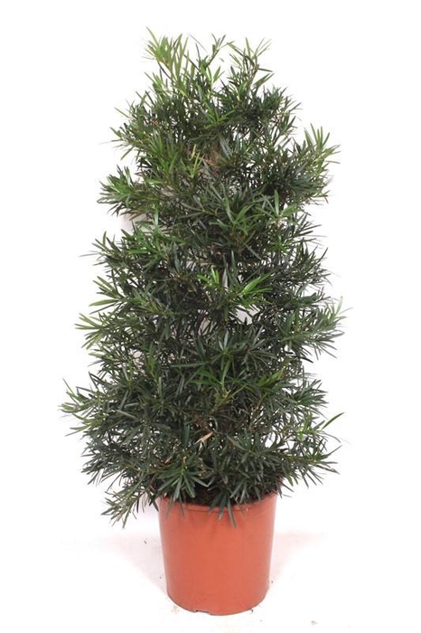 <h4>Podocarpus macrophylla</h4>