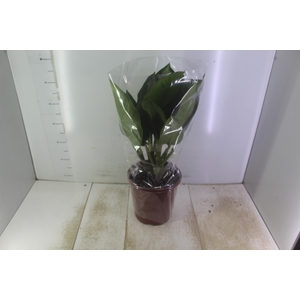 AGLAONEMA PATAYA P23