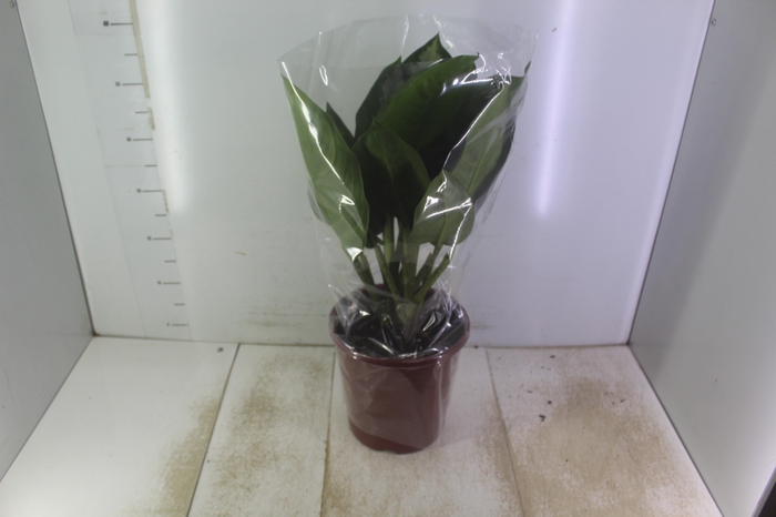 AGLAONEMA PATAYA P23
