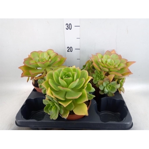 Aeonium   ...
