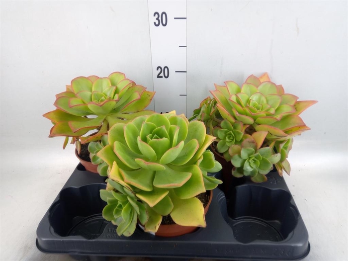 <h4>Aeonium   ...</h4>