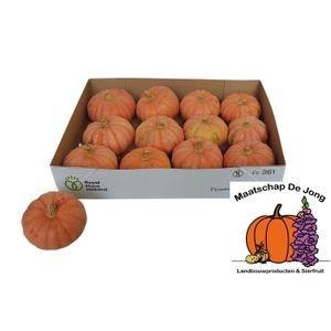 <h4>CUCURBITA</h4>