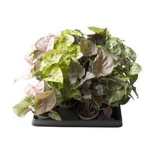 Syngonium Mix 6Ø 18cm