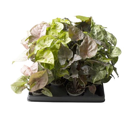 Syngonium Mix 6Ø 18cm