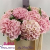 Hydrangea my beautiful matcha