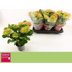 HYDR M SCHONE BAUTZN