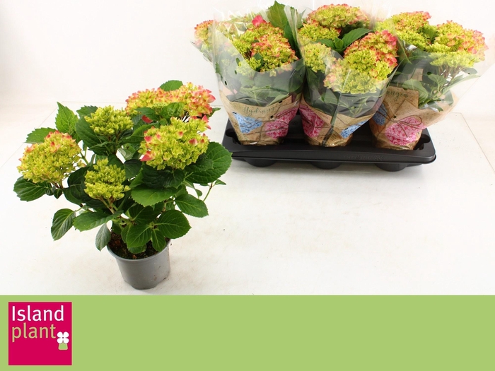 <h4>HYDR M SCHONE BAUTZN</h4>