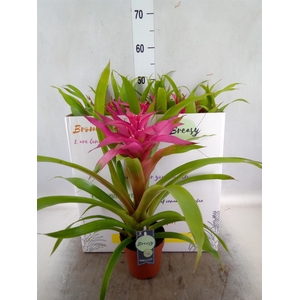 Guzmania  'Deseo Pink'