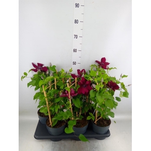 Clematis  'Boulevard'   ...