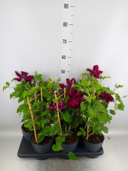 <h4>Clematis  'Boulevard'   ...</h4>