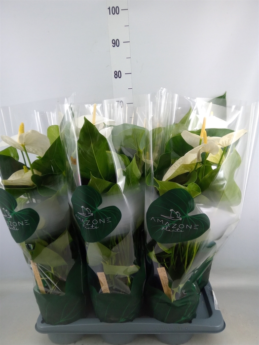 <h4>Anthurium andr. 'Samora'</h4>