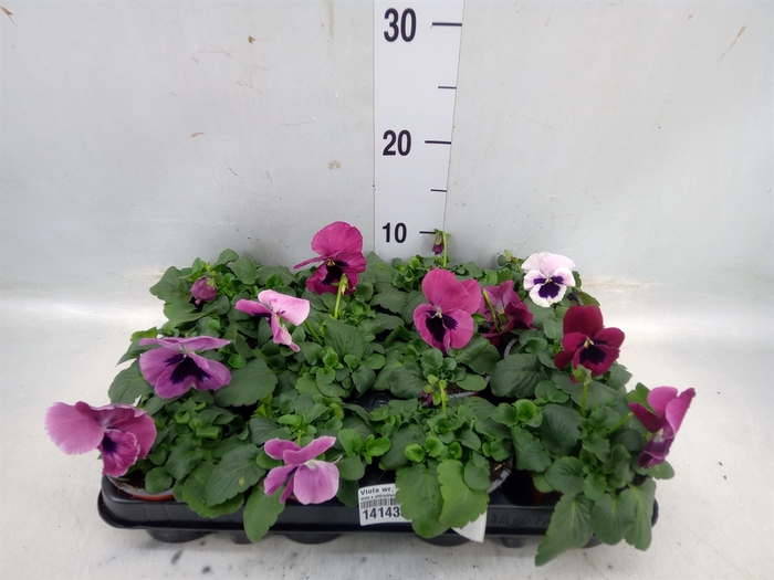 <h4>Viola wr. 'Delta Rose Surprise'</h4>