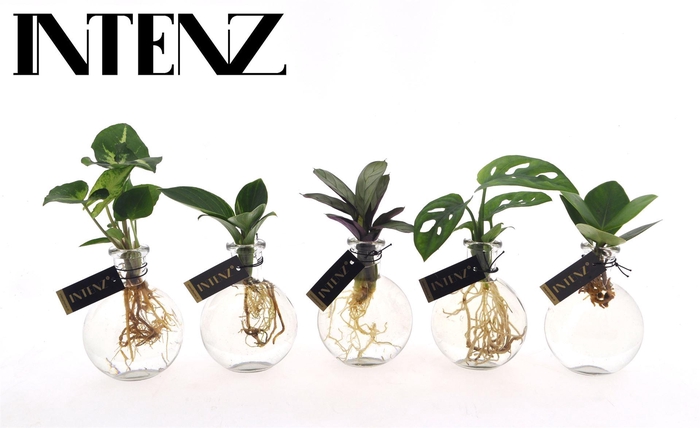 <h4>Planten  ..mix</h4>